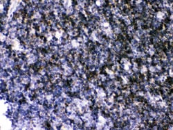 Invitrogen SERCA3 ATPase Polyclonal Antibody 100 &mu;g; Unconjugated:Antibodies,