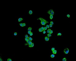 Invitrogen ATP5H Polyclonal Antibody 100 &mu;g; Unconjugated:Antibodies,