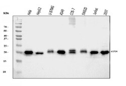Invitrogen ATP5H Polyclonal Antibody 100 &mu;g; Unconjugated:Antibodies,