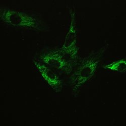 Invitrogen Ataxin 2 Polyclonal Antibody 100 &mu;g; Unconjugated:Antibodies,