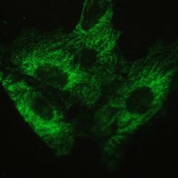 Invitrogen Ataxin 2 Polyclonal Antibody 100 &mu;g; Unconjugated:Antibodies,
