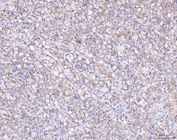Invitrogen Ataxin 2 Polyclonal Antibody 100 &mu;g; Unconjugated:Antibodies,