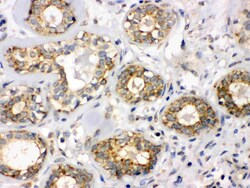 Invitrogen B3GNT8 Polyclonal Antibody 100 &mu;g; Unconjugated:Antibodies,