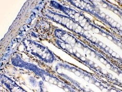 Invitrogen BAG1 Polyclonal Antibody 100 &mu;g; Unconjugated:Antibodies,