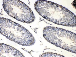 Invitrogen BAG1 Polyclonal Antibody 100 &mu;g; Unconjugated:Antibodies,