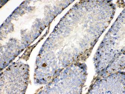 Invitrogen BAG1 Polyclonal Antibody 100 &mu;g; Unconjugated:Antibodies,