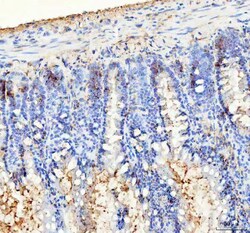 Invitrogen BAG1 Polyclonal Antibody 100 &mu;g; Unconjugated:Antibodies,