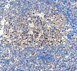 Invitrogen BAG1 Polyclonal Antibody 100 &mu;g; Unconjugated:Antibodies,