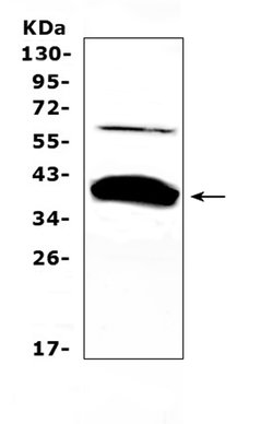 Invitrogen BAG1 Polyclonal Antibody 100 &mu;g; Unconjugated:Antibodies,