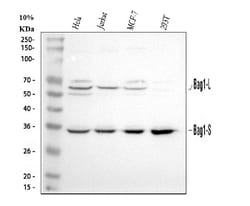 Invitrogen BAG1 Polyclonal Antibody 100 &mu;g; Unconjugated:Antibodies,