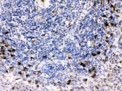 Invitrogen BCAR3 Polyclonal Antibody 100 &mu;g; Unconjugated:Antibodies,
