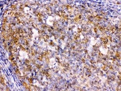 Invitrogen BCAR3 Polyclonal Antibody 100 &mu;g; Unconjugated:Antibodies,