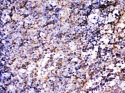 Invitrogen BCAR3 Polyclonal Antibody 100 &mu;g; Unconjugated:Antibodies,