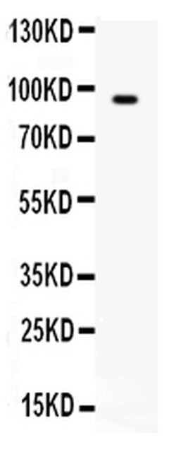 Invitrogen BCAR3 Polyclonal Antibody 100 &mu;g; Unconjugated:Antibodies,