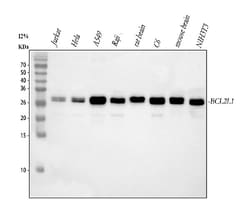 Invitrogen BCL-XL Polyclonal Antibody 100 &mu;g; Unconjugated:Antibodies,