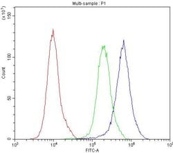 Invitrogen Bestrophin 1 Polyclonal Antibody 100 &mu;g; Unconjugated:Antibodies,