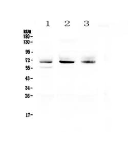Invitrogen Bestrophin 1 Polyclonal Antibody 100 &mu;g; Unconjugated:Antibodies,