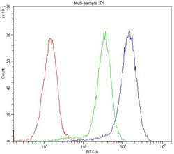 Invitrogen BMP5 Polyclonal Antibody 100 &mu;g; Unconjugated:Antibodies,