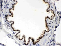 Invitrogen BMP5 Polyclonal Antibody 100 &mu;g; Unconjugated:Antibodies,