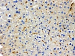 Invitrogen BMP5 Polyclonal Antibody 100 &mu;g; Unconjugated:Antibodies,