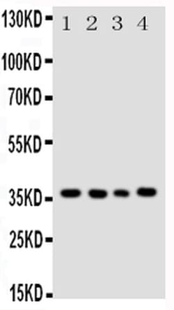 Invitrogen Bub3 Polyclonal Antibody 100 &mu;g; Unconjugated:Antibodies,