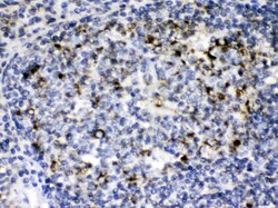 Invitrogen C1QBP Polyclonal Antibody 100 &mu;g | Buy Online | Invitrogen&trade; | Fisher Scientific