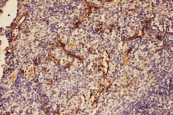Invitrogen&trade;&nbsp;Complement C5a Polyclonal Antibody