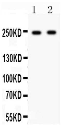Invitrogen CaV1.3 Polyclonal Antibody 100 &mu;g; Unconjugated:Antibodies,