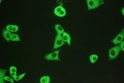Invitrogen Calpain 1 Polyclonal Antibody 100 &mu;g; Unconjugated:Antibodies,