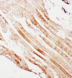 Invitrogen Calpain 1 Polyclonal Antibody 100 &mu;g; Unconjugated:Antibodies,