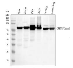 Invitrogen Calpain 1 Polyclonal Antibody 100 &mu;g; Unconjugated:Antibodies,