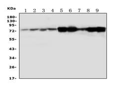 Invitrogen Calpain 1 Polyclonal Antibody 100 &mu;g; Unconjugated:Antibodies,