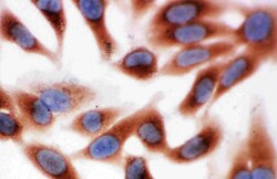 Invitrogen Calpain 1 Polyclonal Antibody 100 &mu;g; Unconjugated:Antibodies,
