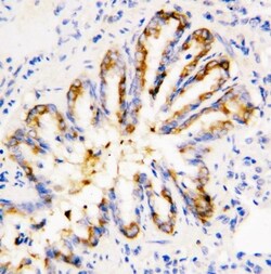 Invitrogen Calpain 1 Polyclonal Antibody 100 &mu;g; Unconjugated:Antibodies,