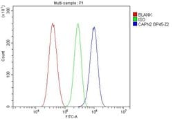 Invitrogen Calpain 2 Polyclonal Antibody 100 &mu;g | Buy Online | Invitrogen&trade; | Fisher Scientific