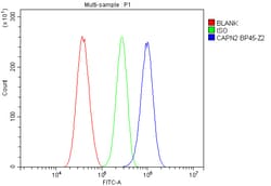Invitrogen Calpain 2 Polyclonal Antibody 100 &mu;g | Buy Online | Invitrogen&trade; | Fisher Scientific