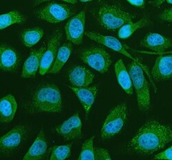 Invitrogen PRMT4 Polyclonal Antibody 100 &mu;g; Unconjugated:Antibodies,