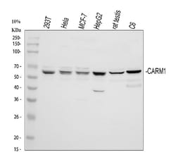 Invitrogen PRMT4 Polyclonal Antibody 100 &mu;g; Unconjugated:Antibodies,