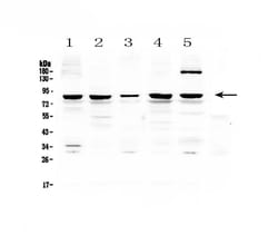 Invitrogen CARS Polyclonal Antibody 100 &mu;g; Unconjugated:Antibodies,