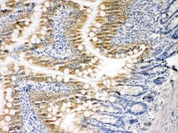 Caspase 3 p10 Polyclonal Antibody, Invitrogen 100 &mu;g | Buy Online | Invitrogen | Fisher Scientific