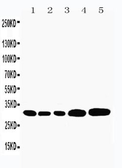Caspase 3 p10 Polyclonal Antibody, Invitrogen 100 &mu;g | Buy Online | Invitrogen | Fisher Scientific