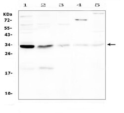 Invitrogen Caspase 3 p17 Polyclonal Antibody 100 &mu;g; Unconjugated:Antibodies,