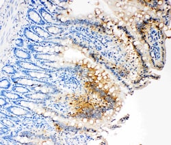 Invitrogen Caspase 3 p17 Polyclonal Antibody 100 &mu;g; Unconjugated:Antibodies,