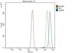 Invitrogen Caspase 6 p18 Polyclonal Antibody 100 &mu;g; Unconjugated:Antibodies,