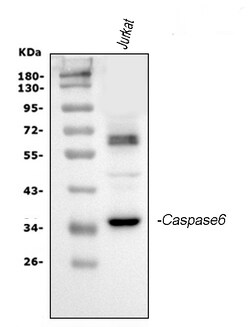 Invitrogen Caspase 6 p18 Polyclonal Antibody 100 &mu;g; Unconjugated:Antibodies,