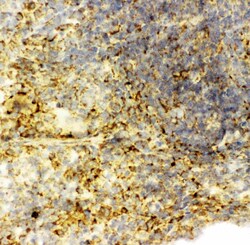 Invitrogen Caspase 6 p18 Polyclonal Antibody 100 μg; Unconjugated:Antibodies,