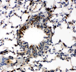 Invitrogen Caspase 6 p18 Polyclonal Antibody 100 μg; Unconjugated:Antibodies,
