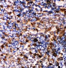 Invitrogen Caspase 6 p18 Polyclonal Antibody 100 μg; Unconjugated:Antibodies,