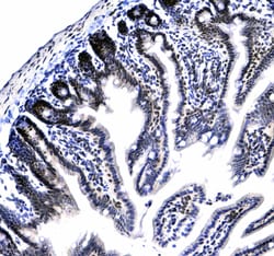 Invitrogen HP1 gamma Polyclonal Antibody 100 &mu;g; Unconjugated:Antikroppar