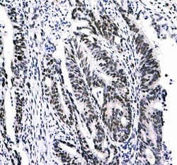 Invitrogen HP1 gamma Polyclonal Antibody 100 &mu;g; Unconjugated:Antikroppar